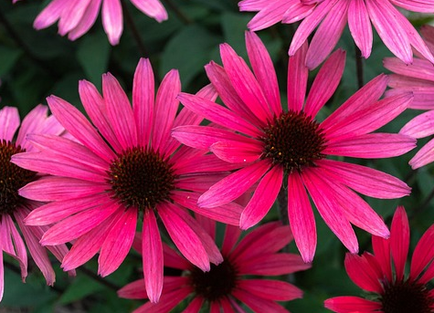Echinacea Sunseekers ‘Sweet Fuchsia’ - Zonnehoed
