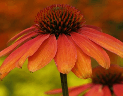 Echinacea sunseekers ‘Clementine’ - Zonnehoed