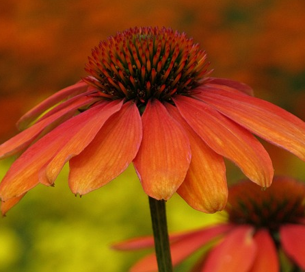 Echinacea sunseekers ‘Clementine’ - Zonnehoed