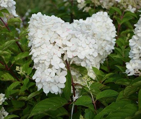 Hydrangea quercifolia ‘Alice’ - Eikenbladhortensia
