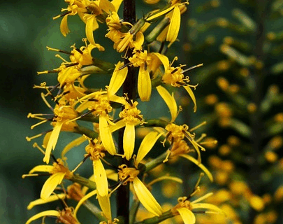Ligularia stenocephala ‘The Rocket’ - kruiskruid