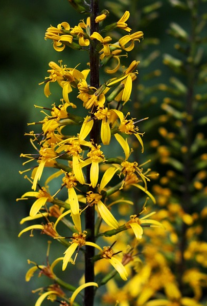 Ligularia stenocephala ‘The Rocket’ - kruiskruid