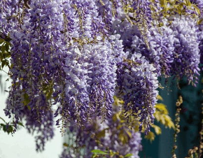 Wisteria floribunda ‘Black Dragon’ - Blauwe Regen