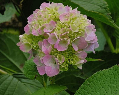 Hydrangea macr. ‘Magical Jewel Roze’ - Hortensia