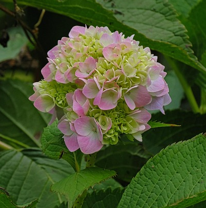 Hydrangea macr. ‘Magical Jewel Roze’ - Hortensia