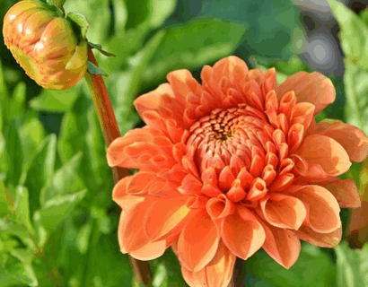 Dahlia ‘Tequila’ - Dahlia