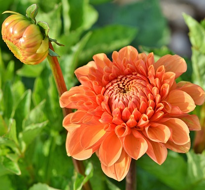 Dahlia ‘Tequila’ - Dahlia