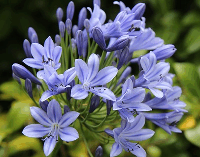 Agapanthus ‘Amourette Superb’ - Afrikaanse lelie