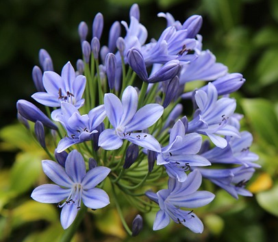 Agapanthus ‘Amourette Superb’ - Afrikaanse lelie
