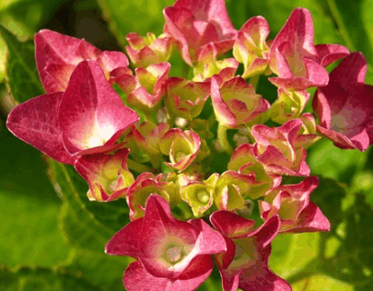 Hydrangea macr. ‘Magical Greenfire Rood’ - Hortensia
