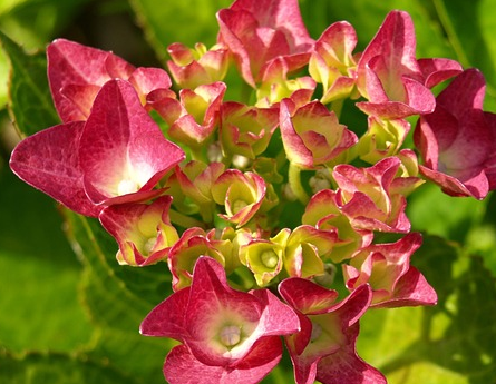 Hydrangea macr. ‘Magical Greenfire Rood’ - Hortensia