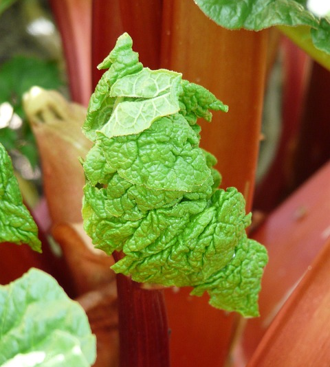 Rheum rhabarbarum ‘Frambozenrood’ - Rabarber