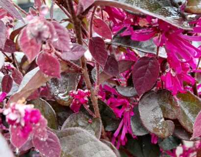 Loropetalum chinense Black Pearl op stam - Chinese Franjeboom
