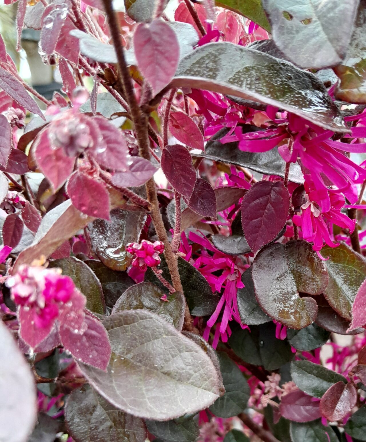 Loropetalum chinense Black Pearl op stam - Chinese Franjeboom