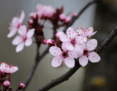 Prunus pissardi Nigra - Kerspruim