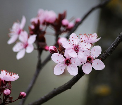 Prunus pissardi Nigra - Kerspruim
