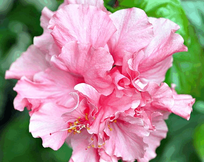 Hibiscus syriacus ‘Pink chiffon’ - Altheastruik