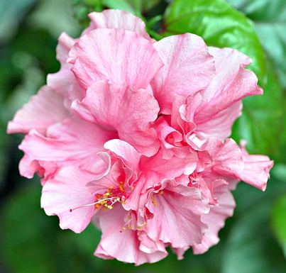 Hibiscus syriacus ‘Pink chiffon’ - Altheastruik