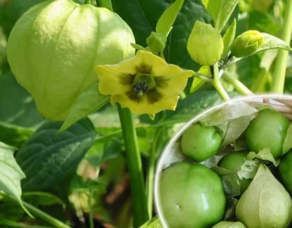 Physalis Ixocarpa - Tomatillo