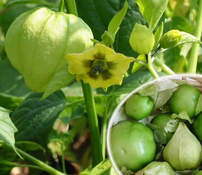 Physalis Ixocarpa - Tomatillo
