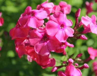 Phlox paniculata ‘Famous Magenta’ - Floks