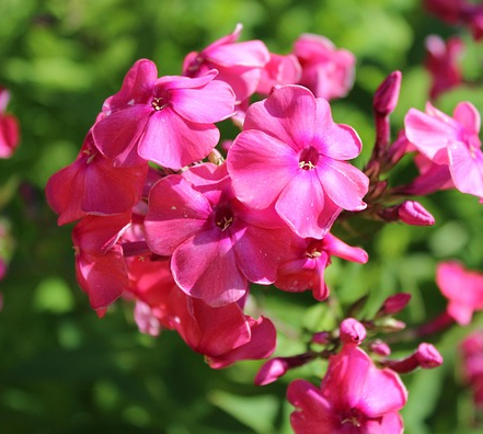 Phlox paniculata ‘Famous Magenta’ - Floks