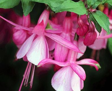 Fuchsia ‘Shrimp Cocktail’ - Bellenplant