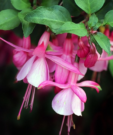 Fuchsia ‘Shrimp Cocktail’ - Bellenplant