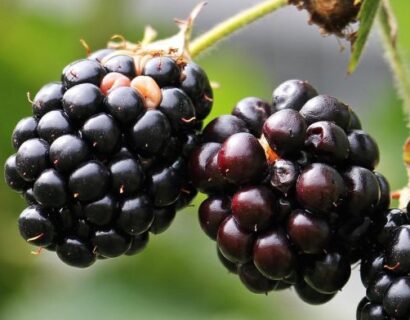 Rubus fruticosus ‘Navaho’ - Braam