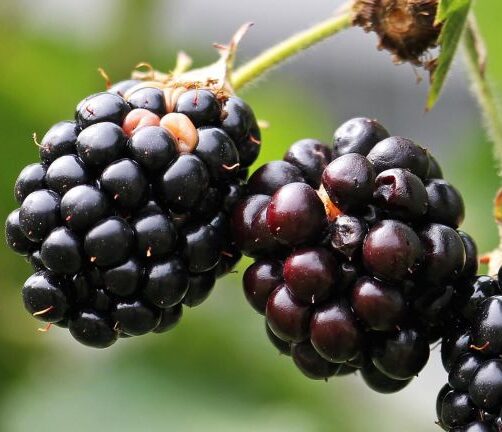Rubus fruticosus ‘Navaho’ - Braam