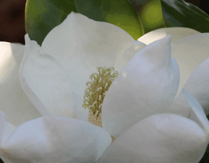 Magnolia Grandiflora Bracken’s ‘Brown Beauty’ - Beverboom