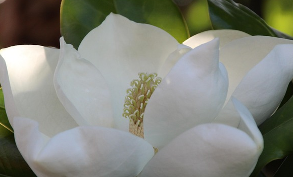 Magnolia Grandiflora Bracken’s ‘Brown Beauty’ - Beverboom