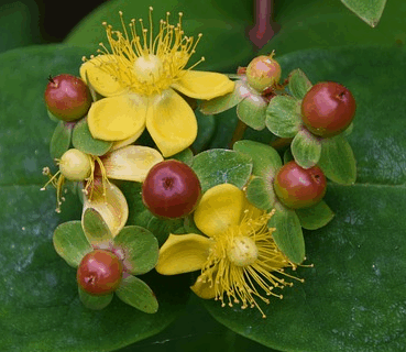 Hypericum moserianum ‘Tricolor’ - Hertshoorn