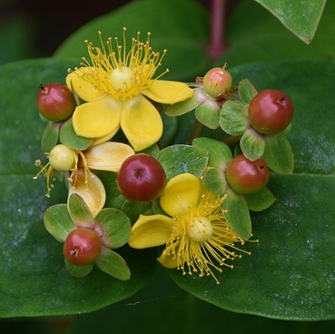 Hypericum moserianum ‘Tricolor’ - Hertshoorn