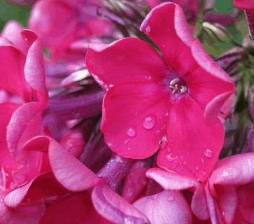Phlox paniculata ‘Famous Cerise’ - Floks