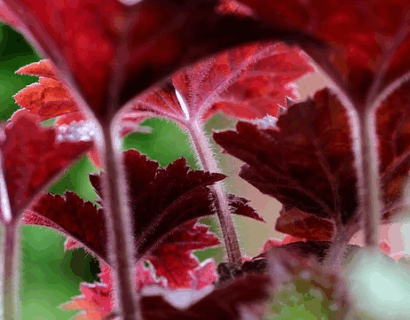 Heuchera ‘Indian Summer’ mix - Purperklokje