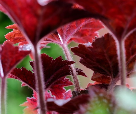 Heuchera ‘Indian Summer’ mix - Purperklokje