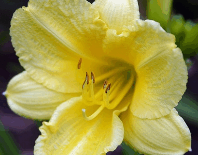 Hemerocallis ‘Fragant Reflection’ - Daglelie