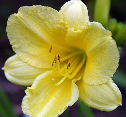 Hemerocallis ‘Fragant Reflection’ - Daglelie