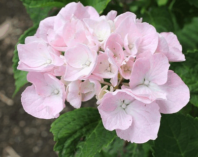 Hydrangea macr. music collection ‘Soft Pink Salsa’ - Hortensia