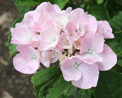 Hydrangea macr. music collection ‘Soft Pink Salsa’ - Hortensia