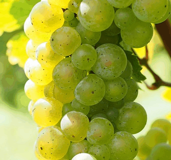 Vitis vinifera ‘suzi’ - Druif