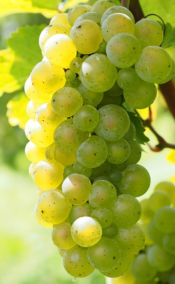Vitis vinifera ‘suzi’ - Druif