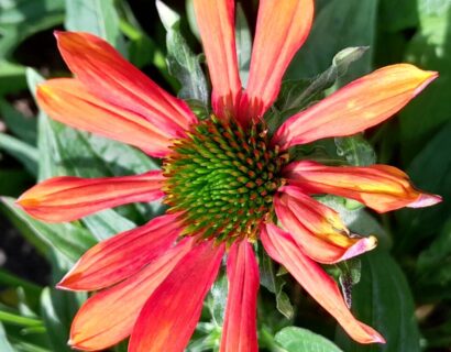 Echinacea purpurea ‘Orange Pearl’ - Zonnehoed