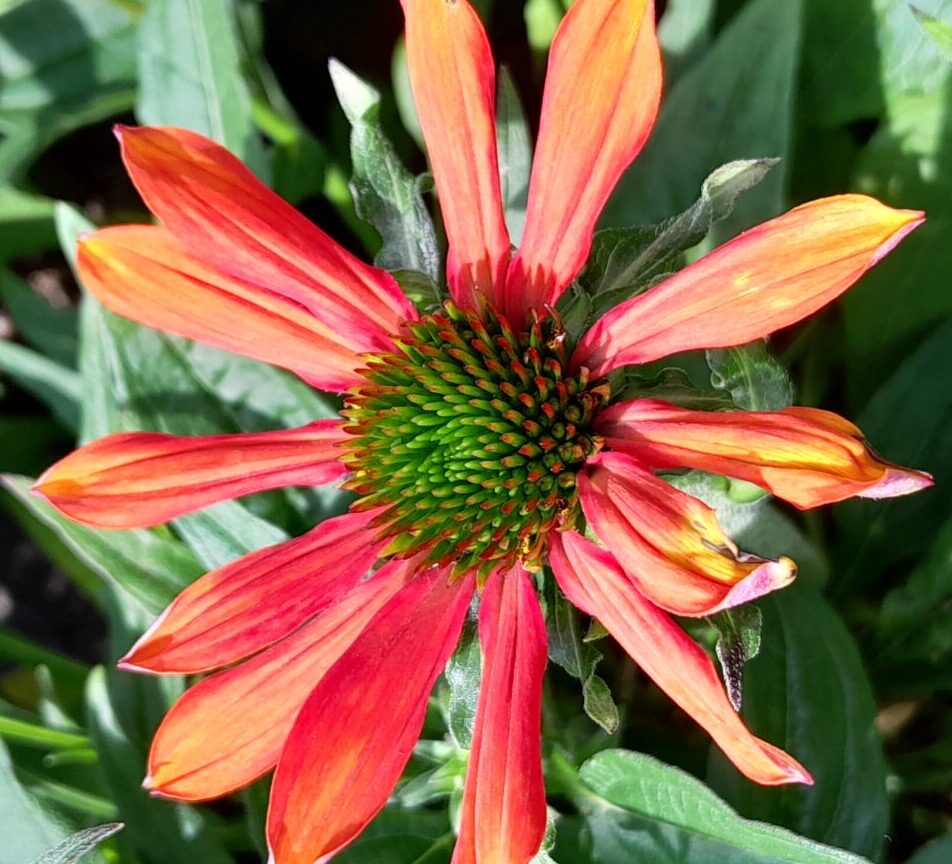 Echinacea purpurea ‘Orange Pearl’ - Zonnehoed