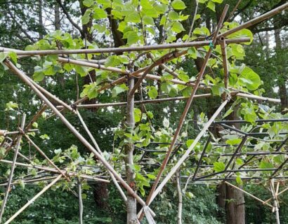 Tilia vulgaris ‘Palida’ dakvorm - Koningslinde
