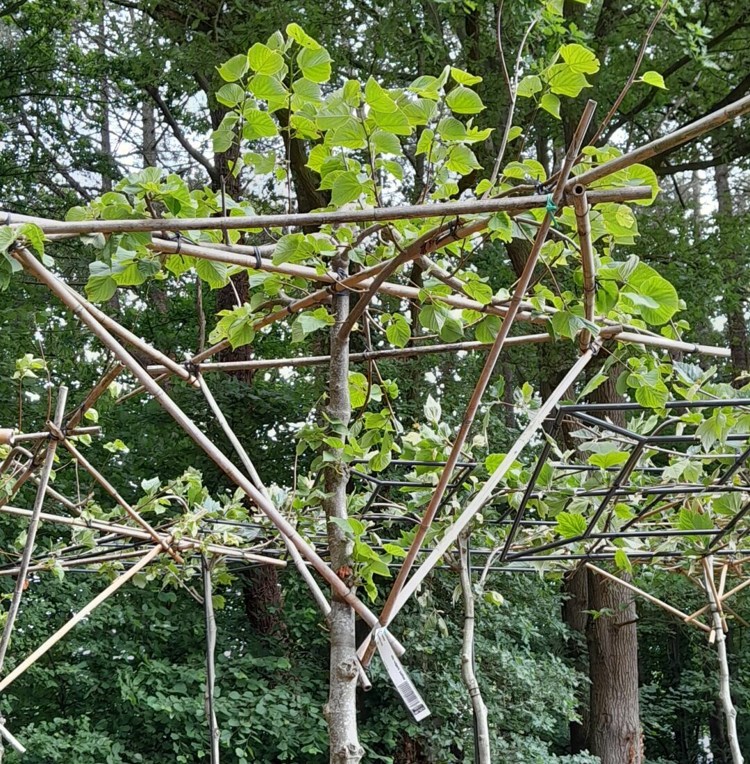 Tilia vulgaris ‘Palida’ dakvorm - Koningslinde
