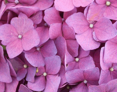 Hydrangea macrophylla ‘Zaunkonig’ - Hortensia