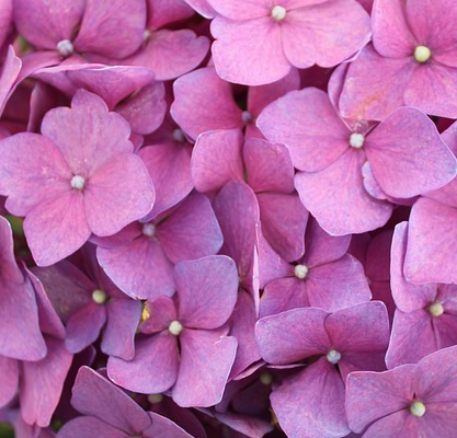 Hydrangea macrophylla ‘Zaunkonig’ - Hortensia