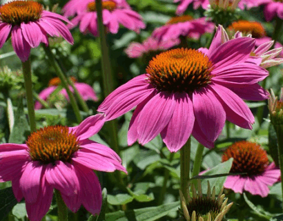 Echinacea purpurea ‘Prairie Splendor Deep Rose’ - Zonnehoed